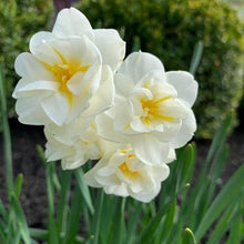 Load image into Gallery viewer, Daffodil - Fragrant Vanilla Multi-Fluffle
