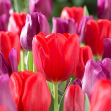 Load image into Gallery viewer, Tulip Triump Bundle - Valentines Day
