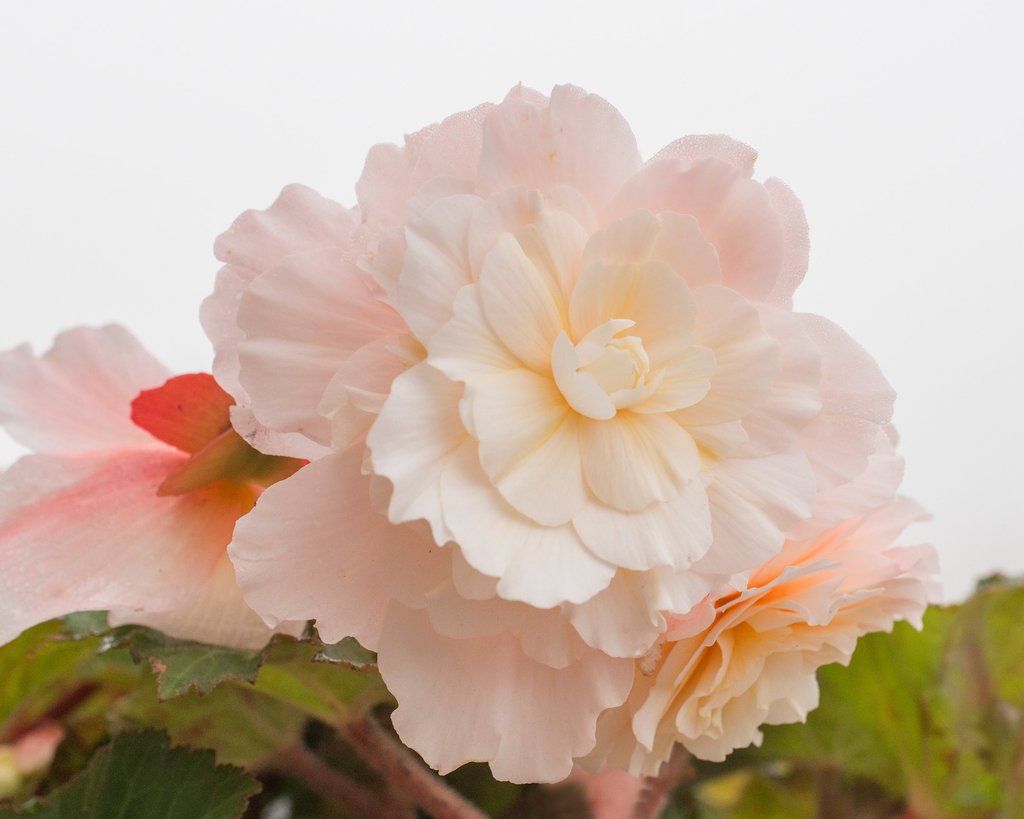 Begonia - Pale Pink