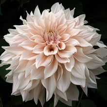Load image into Gallery viewer, Dahlia - Dinnerplate - Cafe Au Lait
