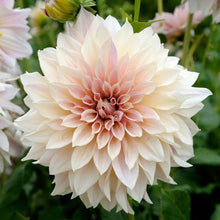 Load image into Gallery viewer, Dahlia - Dinnerplate - Cafe Au Lait
