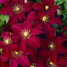 Load image into Gallery viewer, Clematis Red Wine
