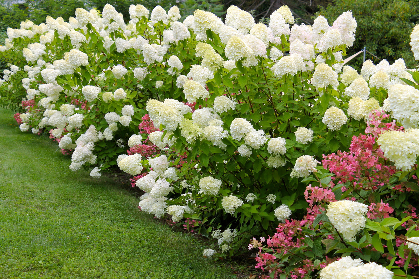 Hydrangea - Limelight