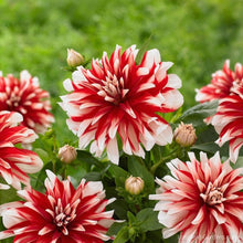Load image into Gallery viewer, Dahlia - Dinnerplate - Catching Fire
