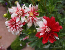 Load image into Gallery viewer, Dahlia - Dinnerplate - Catching Fire
