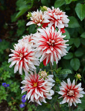 Load image into Gallery viewer, Dahlia - Dinnerplate - Catching Fire
