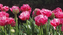 Load image into Gallery viewer, Tulip Late Pink Princess &#39;Rani&#39;
