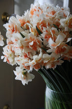 Load image into Gallery viewer, Daffodil - Pink Fluffle
