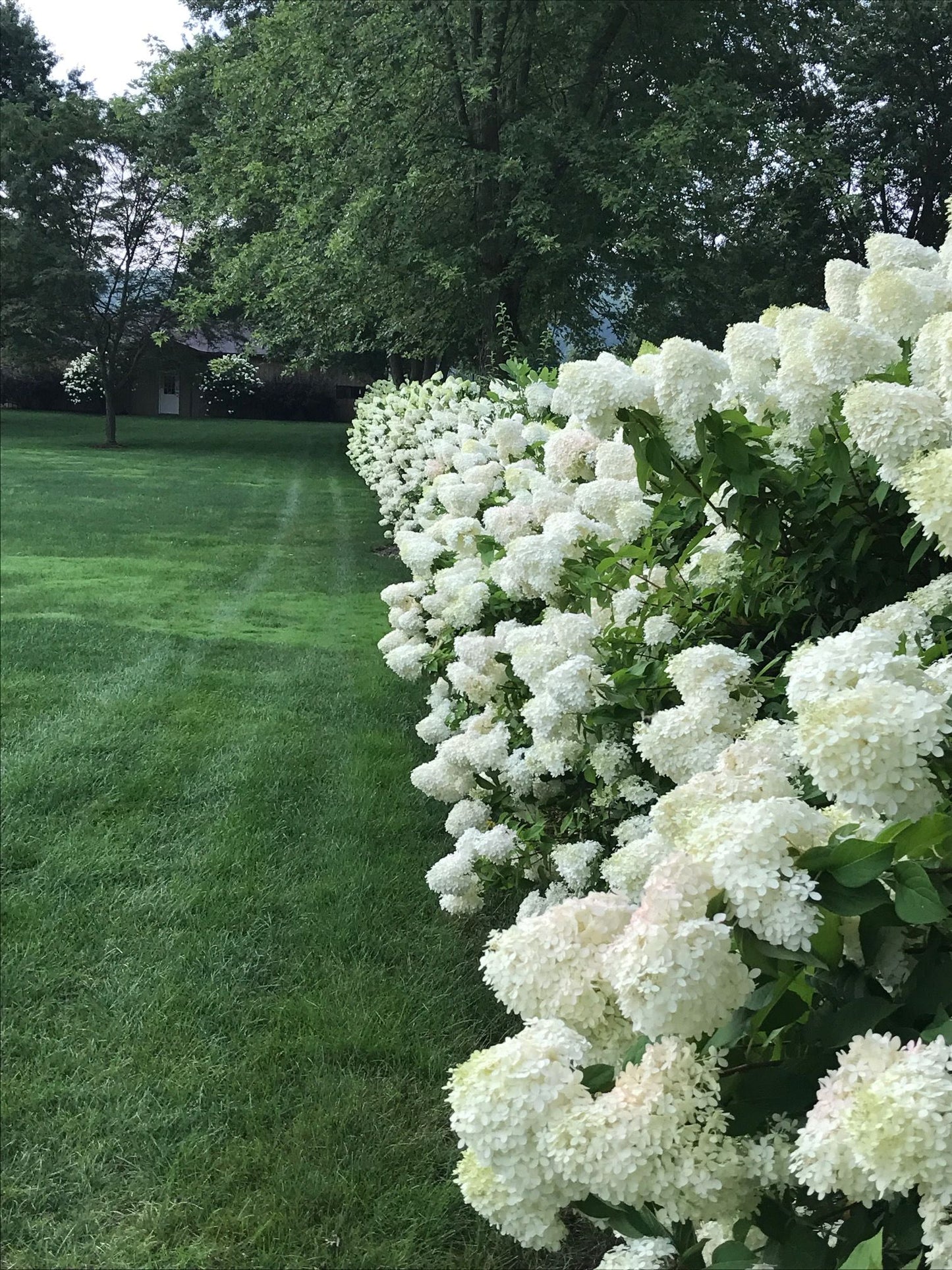 Hydrangea - Limelight