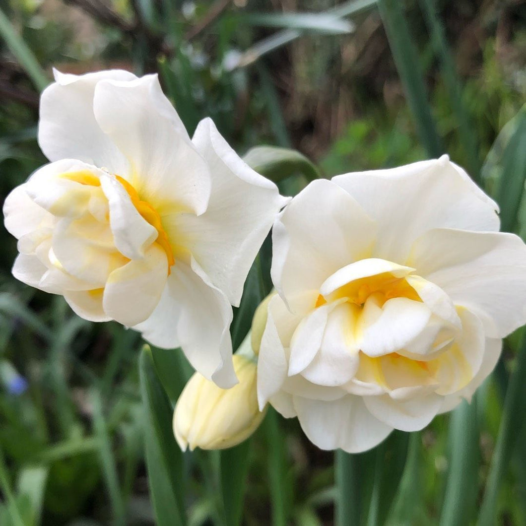 Daffodil - Fragrant Vanilla Multi-Fluffle