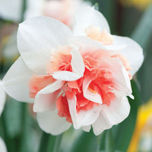 Load image into Gallery viewer, Daffodil - Pink Fluffle
