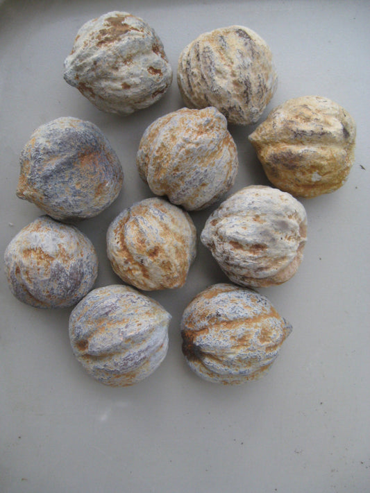 Kukui Seeds