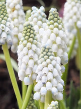 Load image into Gallery viewer, Muscari - Grape Hyacinth - White Pearl Maiden
