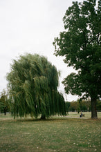 Load image into Gallery viewer, Weeping Willow Tree
