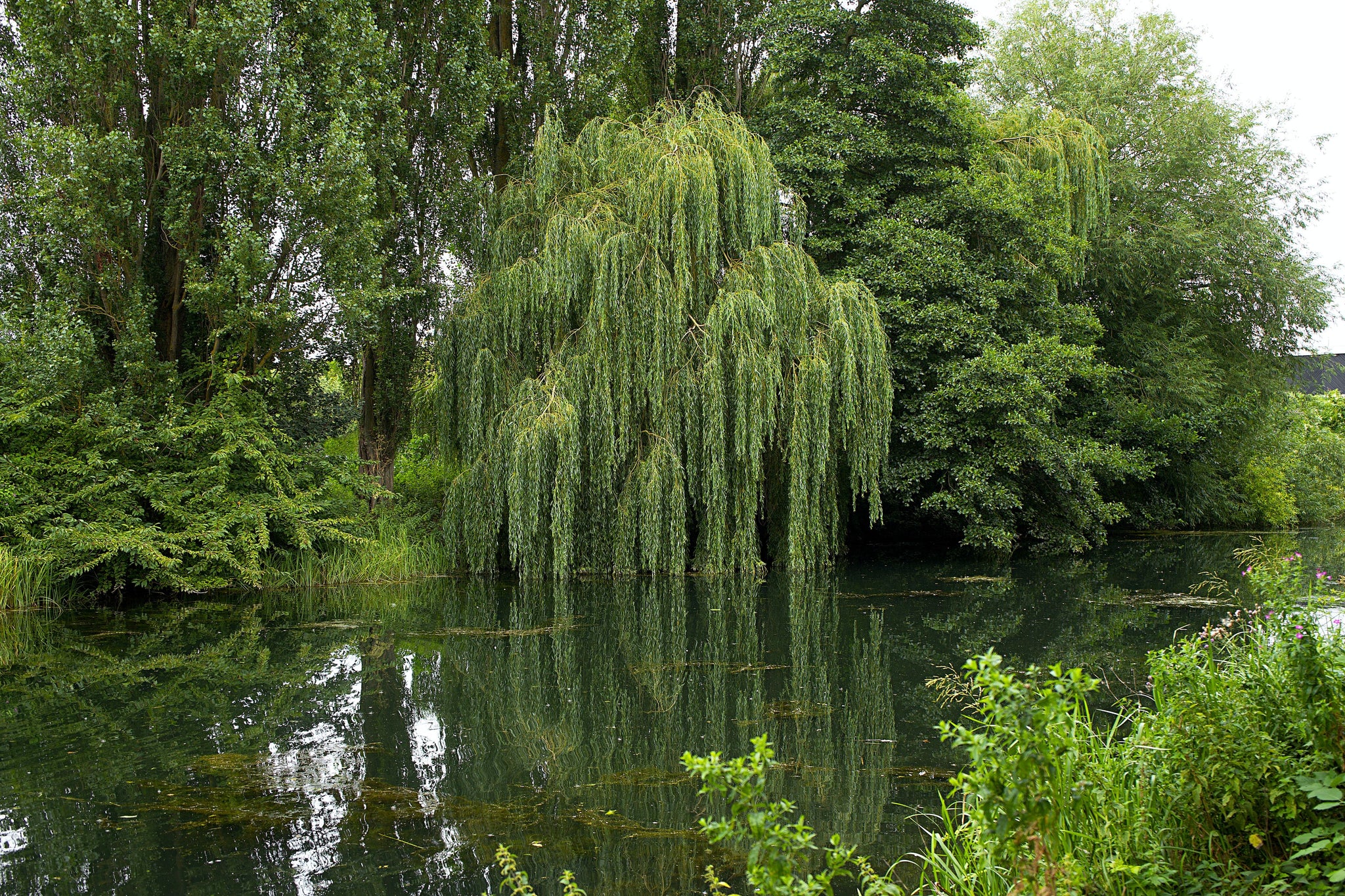 Weeping Willow Trees