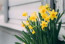 Load image into Gallery viewer, Daffodil - Yellow Trumpet
