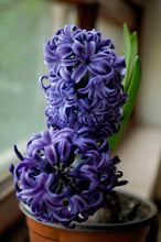 Load image into Gallery viewer, Fragrant Hyacinth - Blue
