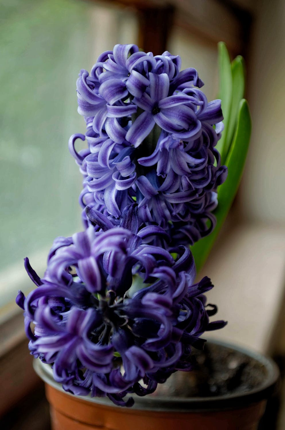 Fragrant Hyacinth - Blue