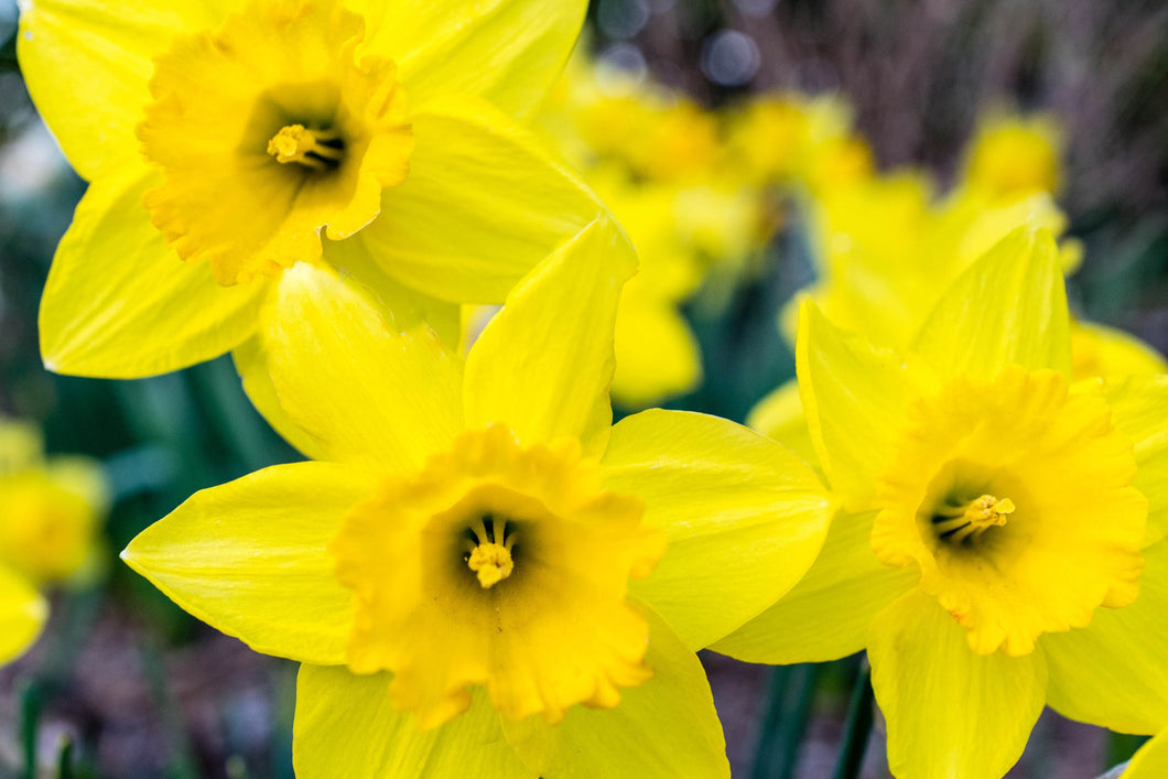 Daffodil - Yellow Trumpet