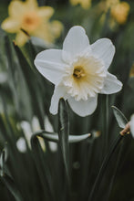 Load image into Gallery viewer, Daffodil - White
