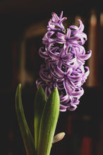 Load image into Gallery viewer, Fragrant Hyacinth - Lavender
