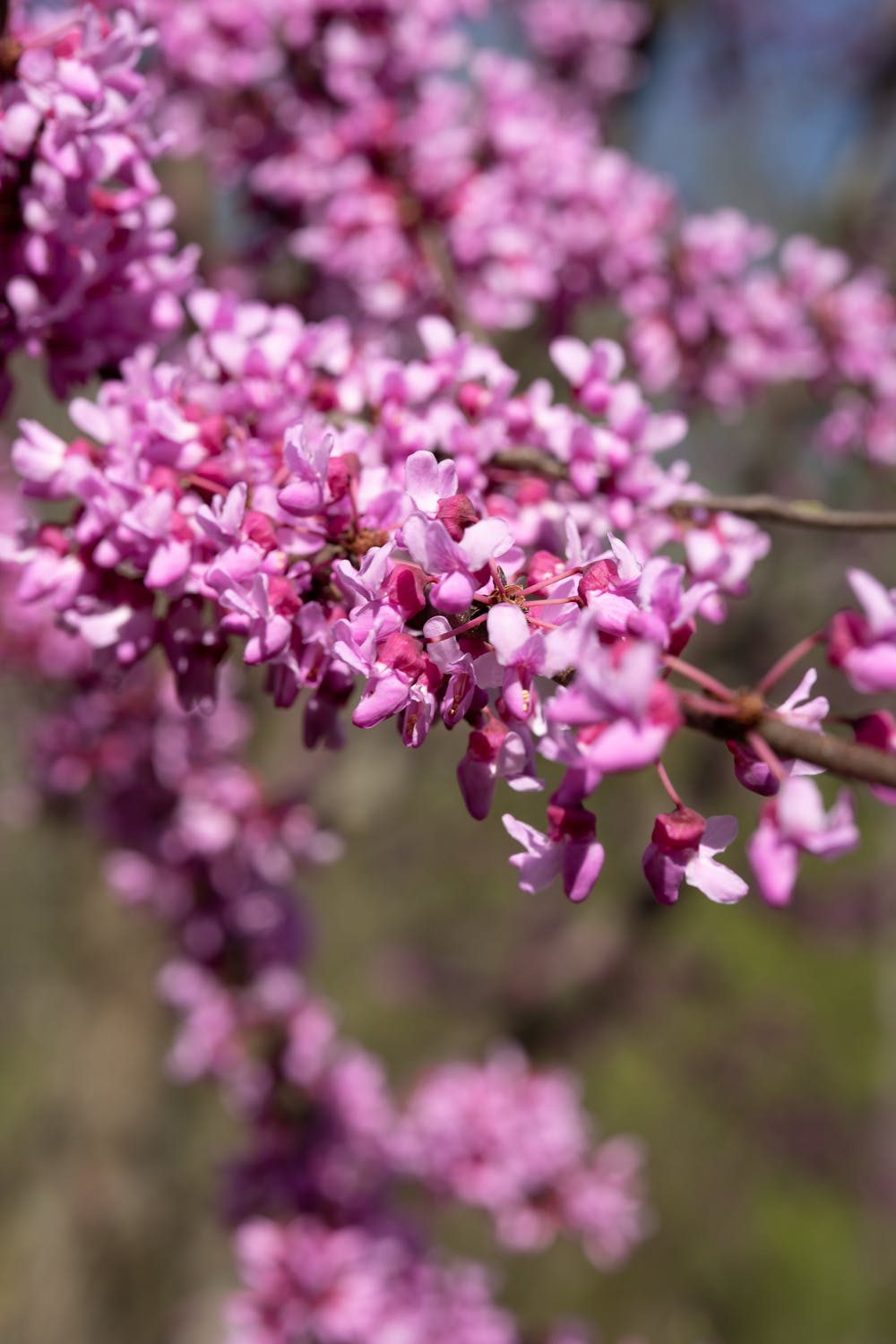 Redbud tree branches covered in pink spring blossoms, soft-focus background