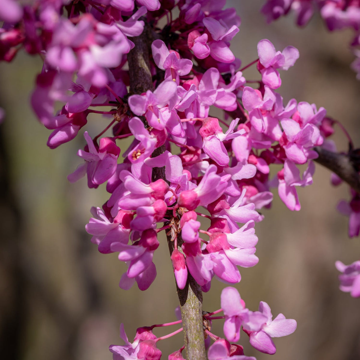 Close-up of bright pink redbud flowers clustered along a dark branch