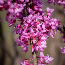 Load image into Gallery viewer, Redbud Tree Seeds
