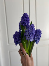 Load image into Gallery viewer, Fragrant Hyacinth - Blue
