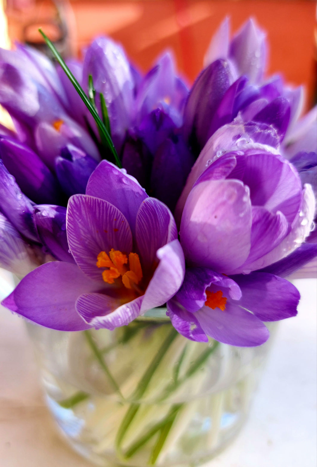 Saffron Crocus Flower Bulbs
